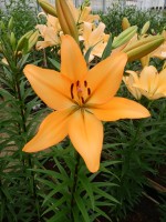 [4053 Indian Diamond EVR No02.JPG]